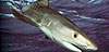 Tiger Shark dive/viewing - Special Package Deal @ ZAR800.00