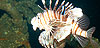 5 Dive Adventure Pack - Special Package Deal @ ZAR1,150.00