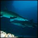 Aliwal Shoal Raggedtooth shark diving Aliwal Shoal Raggedtooth shark diving