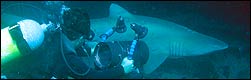 Dive with sharks at Aliwal Shoal