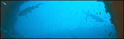 Scuba dive at Aliwal Shoal