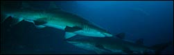 Ragged tooth sharks at Aliwal Shoal