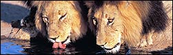 Big Five wildlife safaris Big Five wildlife safaris