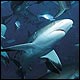 Dive with bull sharks in the shark infested waters of Mozambique and South Africa