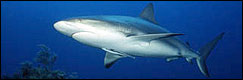 Dive with Bull Sharks