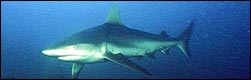 Search for bull sharks in the shark infested waters of Mozambique and South Africa