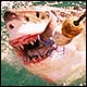 Great White Shark Diving Safari | Cage diving in Mosselbaai and Gansbaai | False Bay Airjaws