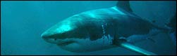 Great White shark cage diving