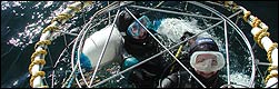Cage dive with Great White Sharks