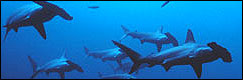 Dive with Hammerhead Sharks at Aliwal Shoal and Protea Banks