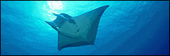 Dive with Manta Rays