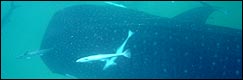 Scuba diving in Mozambique
