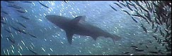 Dive with the Sardines in the Sardine Run - whales, sharks, dolphins and sardines