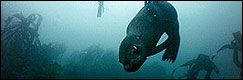 Extreme shark dive safari with Great White sharks in cages and diving with seals in kelp forests