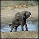 Tembe Elephant Park Tembe Elephant Park