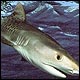 Tiger Shark Diving Safari | Scuba dive with Tiger Sharks at Aliwal Shoal and Protea Banks