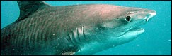 Tiger Shark Diving Safari | Scuba dive with Tiger Sharks at Aliwal Shoal and Protea Banks