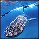 Whale Shark Diving Safari | Scuba dive with whale sharks in Mozambique