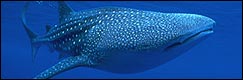 Dive with Whale Sharks