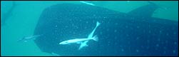 Search for bull sharks in the shark infested waters of Mozambique and South Africa